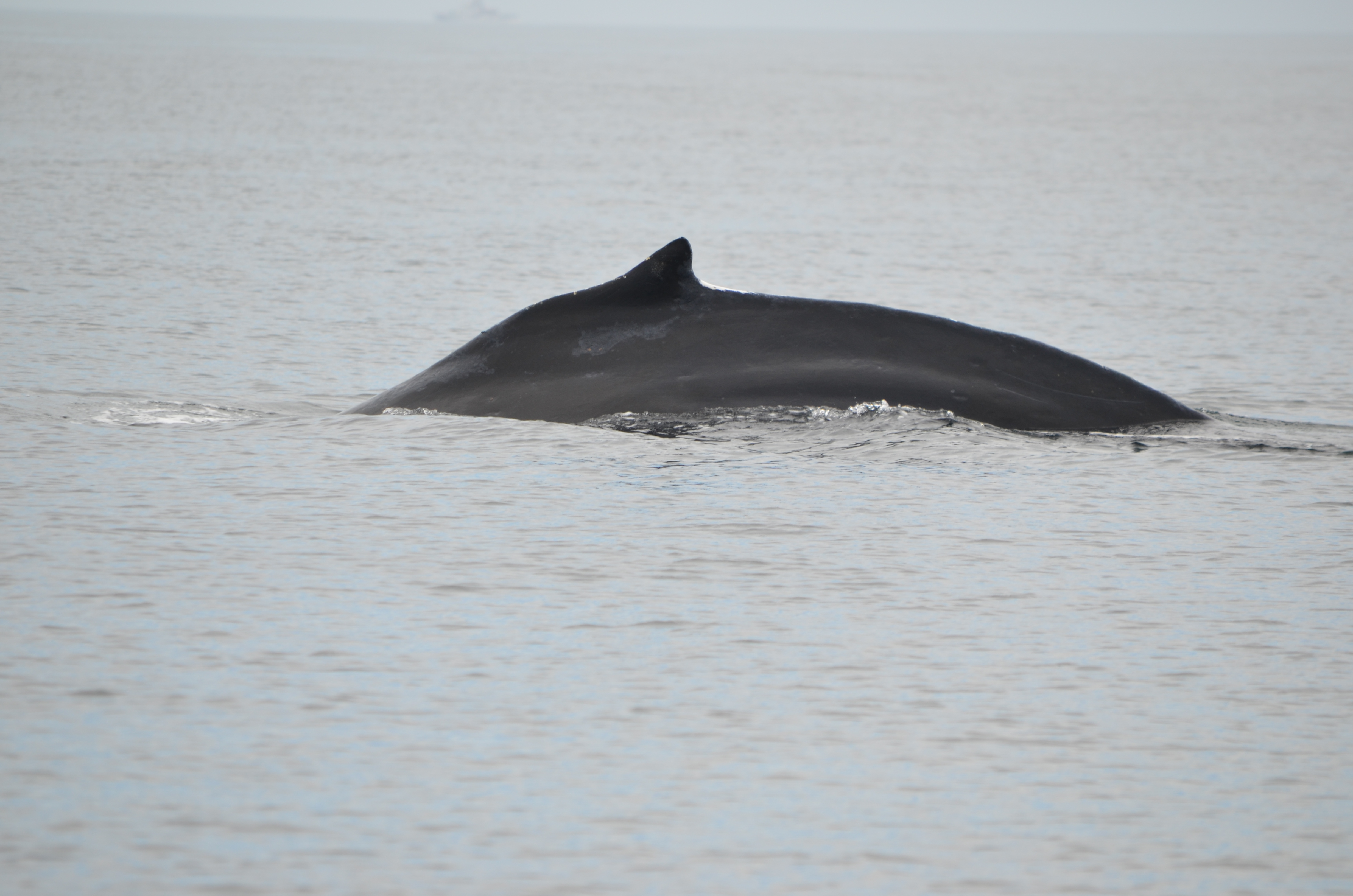 photos/wildlife/Mammal_Species/Humpback Whale/DSC_0064.JPG